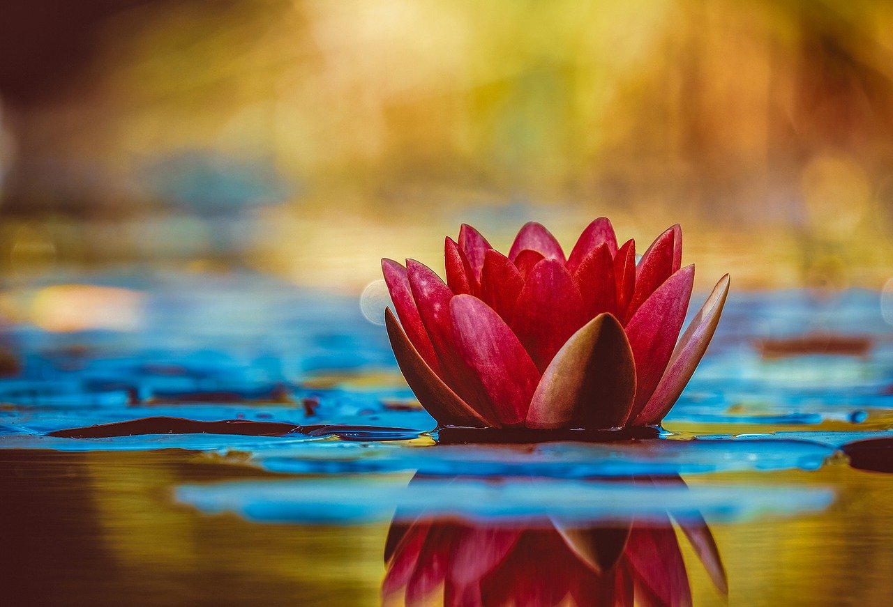 water lily, flower, botany-3784022.jpg