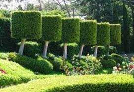 قص اشجار حدائق بالرياض 