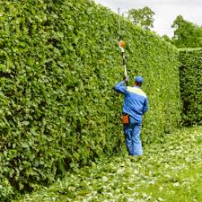 قص اشجار حدائق بالرياض 