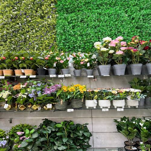 زراعة نباتات طبية بالرياض